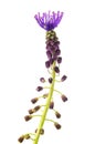 Tassel hyacinth flower Royalty Free Stock Photo