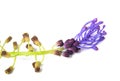 Tassel hyacinth flower Royalty Free Stock Photo