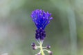 Tassel hyacinth flower Muscari comosum Royalty Free Stock Photo