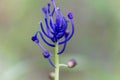 Tassel hyacinth flower Muscari comosum Royalty Free Stock Photo