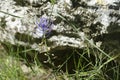 Tassel hyacinth  Leopoldia comosa Royalty Free Stock Photo