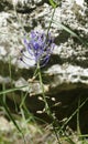 Tassel hyacinth  Leopoldia comosa Royalty Free Stock Photo