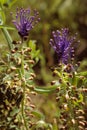 Tassel Hyacinth Royalty Free Stock Photo