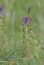 Tassel hyacinth or tassel grape hyacinth bloom in spring Royalty Free Stock Photo