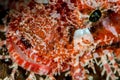 tasseled scorpionfish head Royalty Free Stock Photo