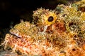 tasseled scorpionfish head Royalty Free Stock Photo
