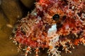 tasseled scorpionfish head Royalty Free Stock Photo
