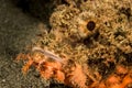 tasseled scorpionfish head Royalty Free Stock Photo