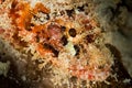 tasseled scorpionfish head Royalty Free Stock Photo
