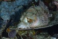 Tasseled Scorpionfish Scorpaenopsis oxycephala