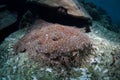 Tasseled Wobbegong Royalty Free Stock Photo