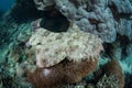 Tasseled Wobbegong in Raja Ampat