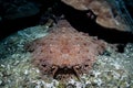 Tasseled Wobbegong on Seafloor in Raja Ampat