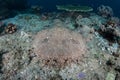 Tasseled Wobbegong Shark