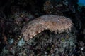 Tasseled Wobbegong Shark