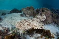 Tasseled Wobbegong in Raja Ampat