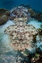 Well-Camouflaged Tasseled Wobbegong in Raja Ampat