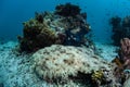 Tasseled Wobbegong Shark on Seafloor