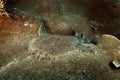 tasselled wobbegong, eucrossorhinus dasypogon