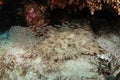 tasselled wobbegong, eucrossorhinus dasypogon