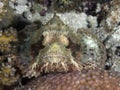 Tassled Scorpionfish