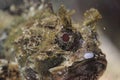 Tassled scorpionfish Royalty Free Stock Photo