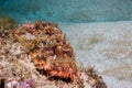 Tassled Scorpionfish laying on the reef .