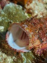 Tassled Scorpionfish