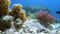 Tassled scorpionfish Scorpaenopsis oxycephala lies at the bottom, then spreads the fins Red sea