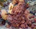 Tassled Scorpionfish Scorpaenopsis oxycephala Royalty Free Stock Photo