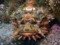 A Tassled Scorpionfish Scorpaenopsis oxycephala