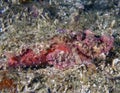 A Tassled Scorpionfish Scorpaenopsis oxycephala