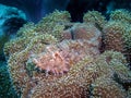A Tassled Scorpionfish Scorpaenopsis oxycephala Royalty Free Stock Photo