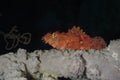 Tassled Scorpionfish