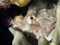 Tassled Scorpionfish