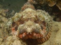 Tassled scorpionfish