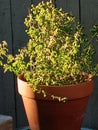 Tast it,Italian oregano