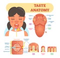 Taste anatomy vector illustration diagram, educational medical scheme