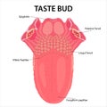 Taste Buds tongue illustration Royalty Free Stock Photo