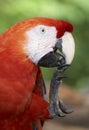 Close up portrait of a red macaw parrot playing with its foot Royalty Free Stock Photo
