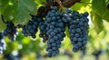 A Taste of Paradise: Exploring the Luscious Black Sweet Sapphire Grapes Amidst the Serene Vineyards Royalty Free Stock Photo