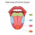 Taste zones of the human tongue diagram science Royalty Free Stock Photo