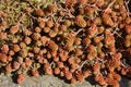 Tasteless stonecrop Sedum sexangulare  plant Royalty Free Stock Photo