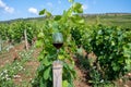 Tasting of burgundy red wine from grand cru pinot noir vineyards, glass of wine and view on green vineyards in Burgundy Cote de