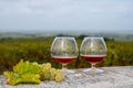 Tasting of Cognac strong alcohol drink in Cognac region, Charente with rows of ripe ready to harvest ugni blanc grape on