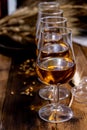 Tasting glasses with aged Scotch whisky or bourbon on old dark wooden vintage table with barley grains Royalty Free Stock Photo