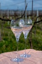 Tasting of grand cru sparkling rose wine with bubbles champagne on spring vineyards of Oger, small village with grand cru Royalty Free Stock Photo