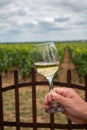Tasting of white dry wine made from Chardonnay grapes on grand cru classe vineyards near Puligny-Montrachet village, Burgundy,