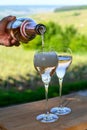 Tasting of premier cru sparkling white wine with bubbles champagne with view on green pinot noir, meunier vineyards of Hautvillers Royalty Free Stock Photo