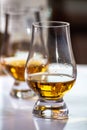 Tasting of whiskey, tulip-shaped tasting glasses with dram of Scotch single malt or blended whisky on white table